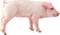 Pig PNG Picture