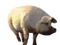 Pig PNG