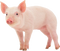 Pig Transparent