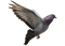 Pigeon Free Download PNG