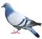 Pigeon Free PNG Image