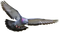 Pigeon PNG Clipart