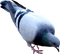 Pigeon PNG File