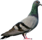 Pigeon PNG HD