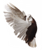 Pigeon PNG Image