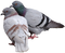 Pigeon PNG Pic