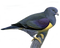 Pigeon PNG Picture