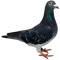 Pigeon PNG