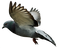 Pigeon Transparent