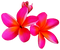 Pink Frangipani PNG Clipart