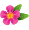 Pink Frangipani PNG Free Download