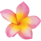 Pink Frangipani PNG Free Image