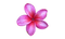 Pink Frangipani PNG Image