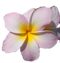 Pink Frangipani PNG Picture