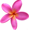 Pink Frangipani PNG