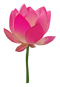 Pink Lotus PNG Download Image