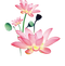 Pink Lotus PNG File Download Free