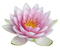 Pink Lotus PNG File