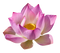 Pink Lotus PNG Free Download