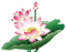 Pink Lotus PNG Free Image