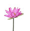 Pink Lotus PNG High Quality Image