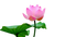 Pink Lotus PNG Image HD