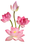 Pink Lotus PNG Images