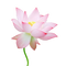 Pink Lotus PNG Photo