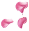 Pink Rose Flower Petals PNG Image