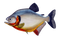 Piranha PNG Free Download