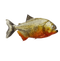 Piranha PNG Image File