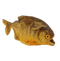 Piranha PNG Picture