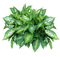 Plants Free Download PNG