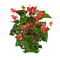 Plants PNG Clipart