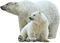 Polar Bear Free Download PNG