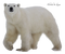 Polar Bear PNG