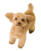 Poodle PNG Clipart