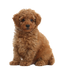 Poodle PNG File Download Free