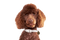 Poodle PNG File