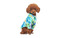 Poodle PNG Free Image