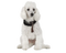 Poodle PNG High Quality Image