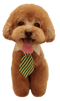 Poodle PNG Image HD