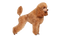 Poodle PNG Photo