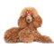 Poodle PNG Pic