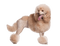 Poodle PNG Picture