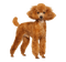 Poodle PNG