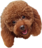 Poodle Transparent