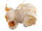 Popcorn PNG