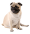 Pug Dog PNG Image