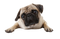 Pug Dog PNG